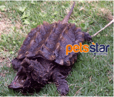 Alligator Snapping Turtle